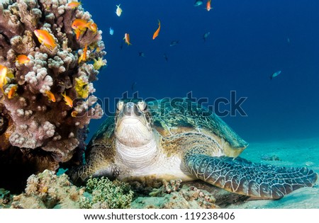 Green turtle sat on a sandy seabed next to a coral pinnacle in the Red Sea