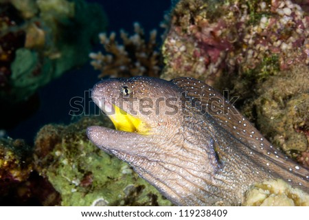Yellowmouth Moray Eel with a cleaner shrimp in its mouth on a red sea coral reef