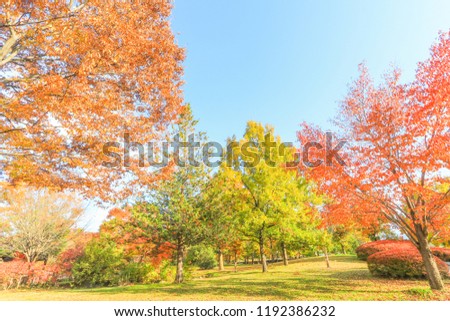 Japan autumn , Beautiful autumn leaves of Obuse park ,Nagano Prefecture,Japan.