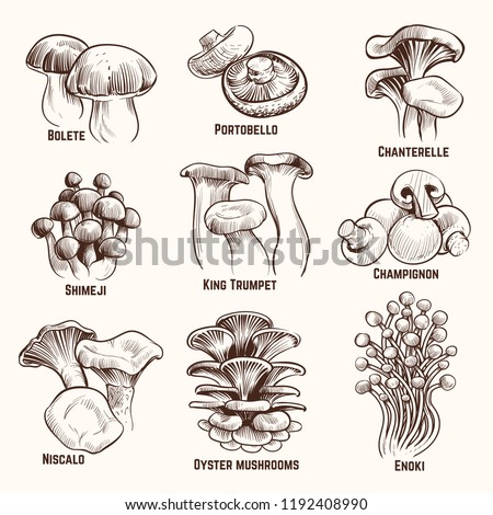 Sketch mushrooms. Autumn edible mushroom healthy food vintage engraved vector illustration. Mushroom edible, healthy food collection Royalty-Free Stock Photo #1192408990