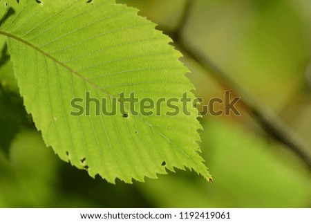 Green leaves of a linden lighted by the sun in an autumn park