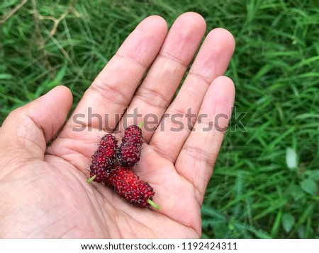 Fresh mulberry in hand, black ripe and red unripe mulberries. Healthy berry fruit and healthy eating concept.