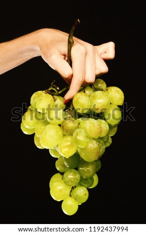 Female hand holds bunch of grapes isolated on black background. Farming and winemaking concept. Cluster of white or green grapes in girls fingers. Autumn vinery harvest idea.