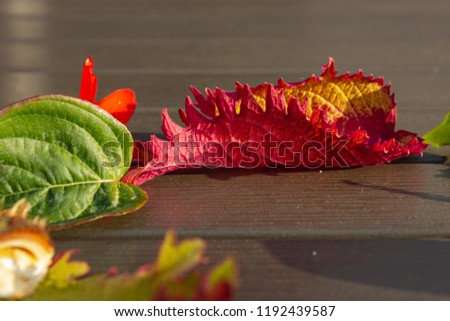 colorful fall leaves decorated on wooden table on evening sunset warm sunshine