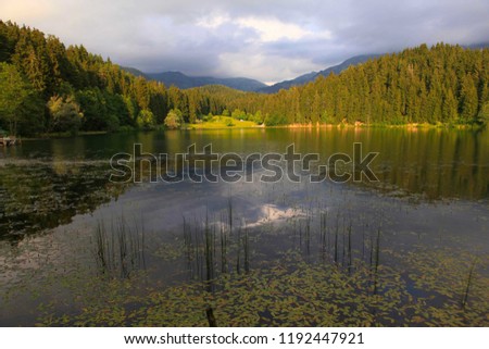 Forest and lake Landscape.