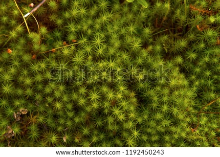 summer forest moss