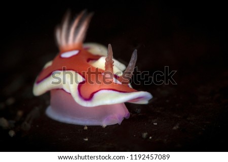 Nudibranch Mexichromis pusilla. Picture was taken in Lembeh strait, Indonesia
