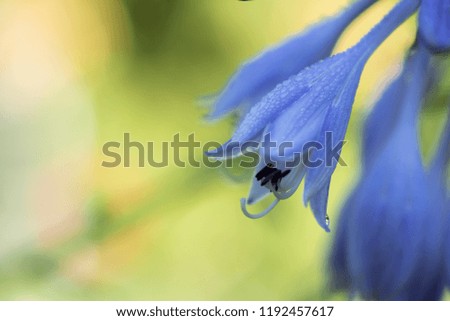 Delicate blue hosta flowers on blur nature green background. Beautiful bell garden flowers. Shallow depth of field.