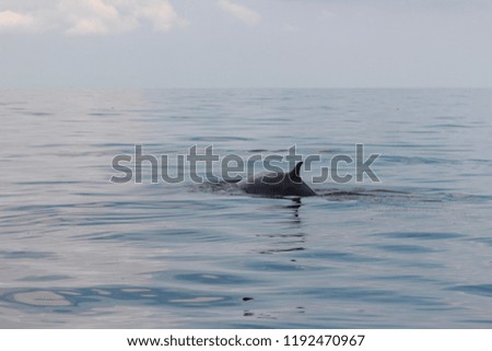 Bryde’s whale in Gulf of Thailand. Swimming and eating planktons. Huge mammal in the sea.