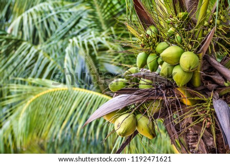 The Coconut With Green Background