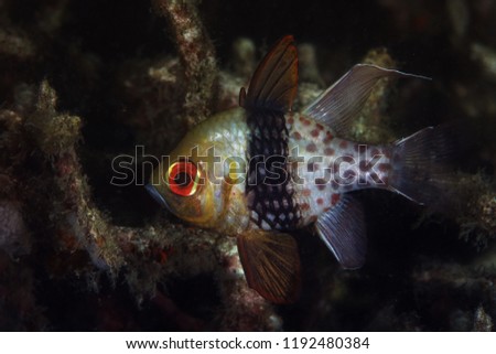 Pajama cardinalfish ( Sphaeramia nematoptera). Picture was taken in Lembeh Strait, Indonesia
