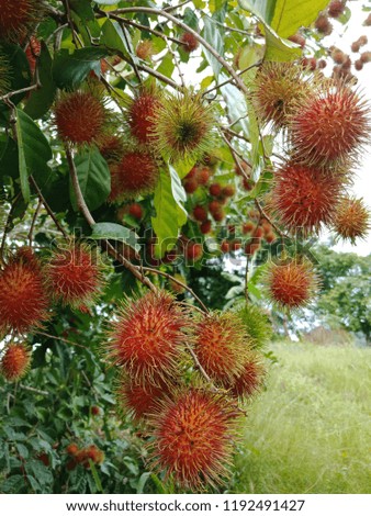 Rambutan season in Malaysia.