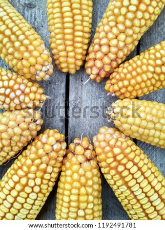 Background image, corn crop