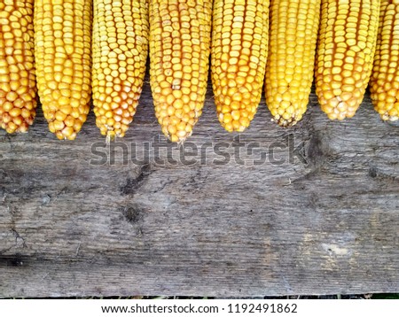 Background image, corn crop