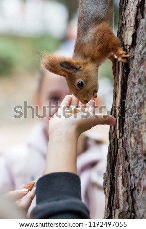 Squirrel eating from the Palm of your hand in day close up