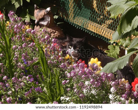 View from the window to the villa on the patio with a flower bed and cat. Omsk Region, Russia