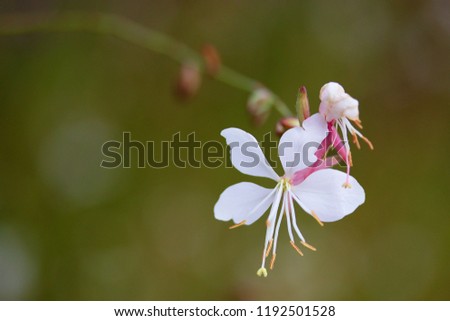 Gaura lindheimeri, genus of flowering plants in the family Onagraceae, Lindheimer's beeblossom, white or pink gaura, Lindheimer's clockweed, and Indian feather