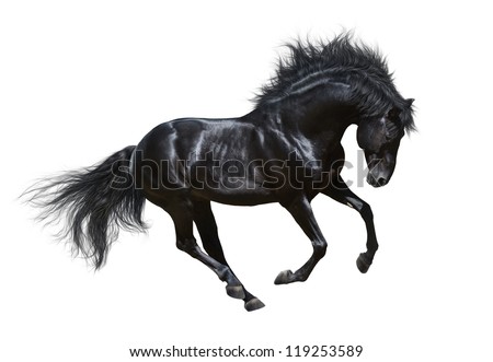 Black horse in motion - on white background.