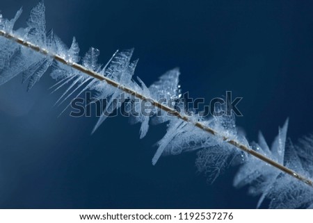 frozen tree branch