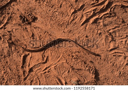 earthworm trails on the sand
