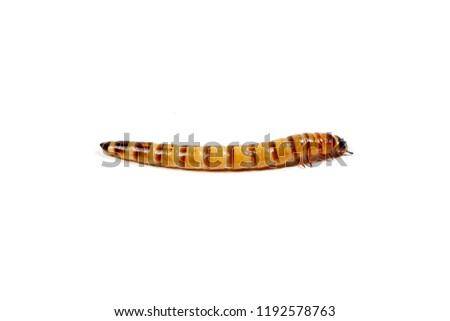 Delicious fatty worm flour worm zofobas on a white background good food for insectivorous reptiles and birds