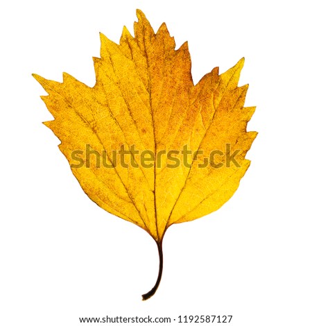 Autumn light yellow maple leaf isolated on the white background. 
