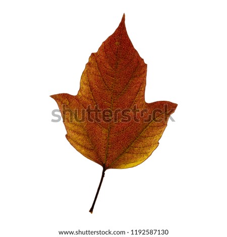 Fall  leaf isolated on the white background. Autumn decoration