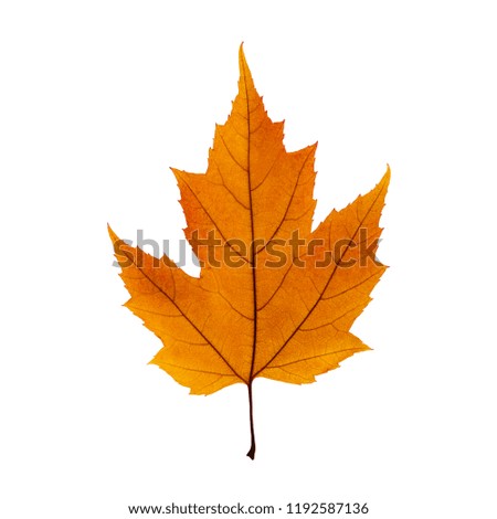 Autumn orange maple leaf isolated on the white background. Fall leaves.
