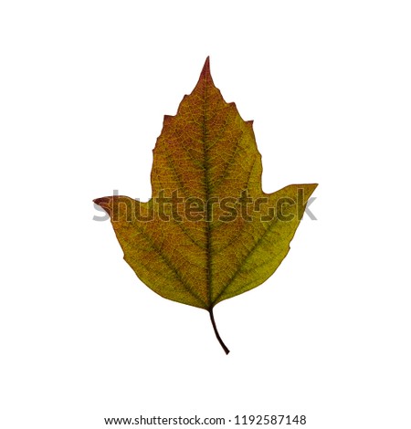 Fall green leaf isolated on the white background. Autumn decoration