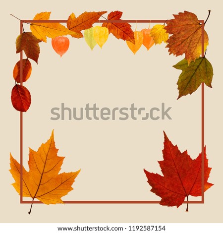 Fall yellow brown leaf isolated on the white background. Autumn decoration