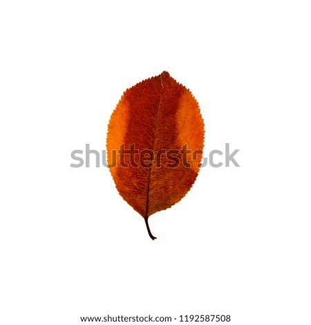 Fall colourful leaf isolated on the white background. Autumn decoration