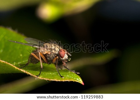 Macro picture of a house-fly on green plant leaf