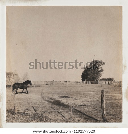 Vintage picture of a farm in Argentina. Horse in a fence, paper filter, old picture filter