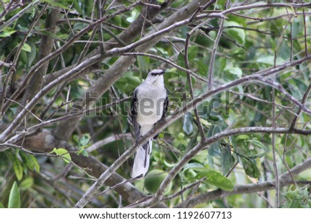 A Tropical Mockingbird sitting in a tree in Motul, Yucatan, Mexico.