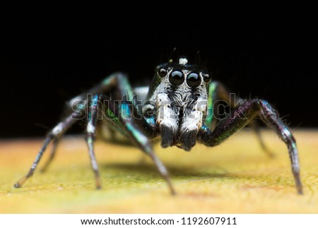 Super macro image of Jumping spider (Salticidae), High magnification, Good sharpen and detailed, eye and face very clear.