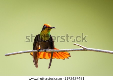 Ruby Topaz Hummingbird defending his territory
