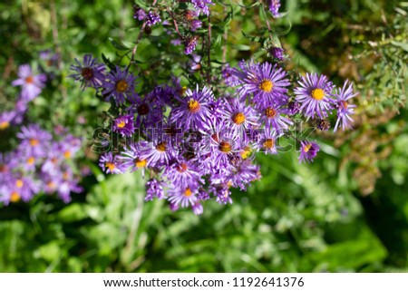 Close up of small purple wld flowers with finger like pedals and an orange centre growing in a field on an sunny fall day.