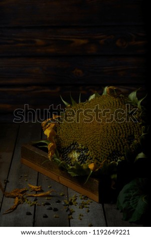 Dark still life with sunflower