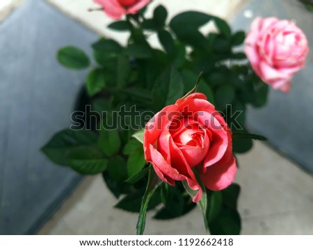 Beautiful roses in the yard