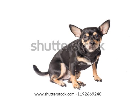 Black Chihuahua puppy cut from the white back.
