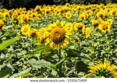 Bright yellow, orange sunflower on field. Beautiful rural landscape of sunflower field in sunny summer day. flower on farm field. grown as crop for its edible oil.  beautiful bright colored flowers