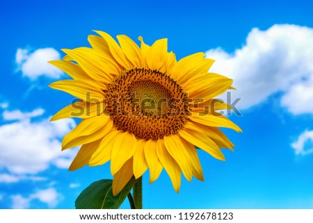 Close-up photo of sunflower flower on farm field, with blue sky and white clouds in background, on a bright summer day Royalty-Free Stock Photo #1192678123