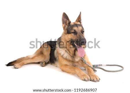 beautiful german shepherd posing isolated