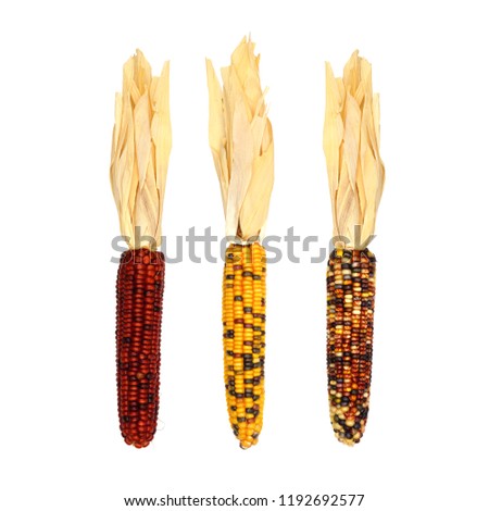 Three assorted autumn dried corn husks isolated on a white background Royalty-Free Stock Photo #1192692577