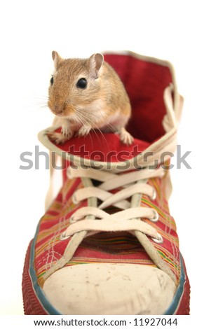 cute little brown gerbil sitting on a shoe isolated on white