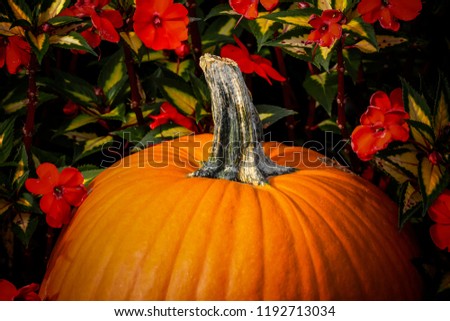 Fall Pumpkin Holiday Background