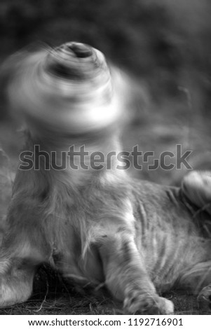 Lion shaking his head, Masai Mara, Kenya. Motion blur technique.