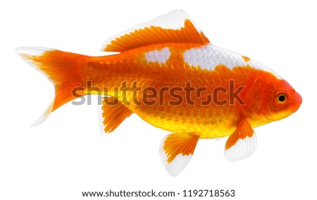 Aquarium and pond goldfish known as a comet isolated on white background. 