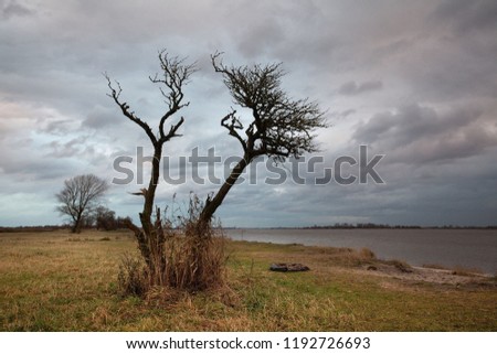 wide angle picture of a silhouette of a small leafless tree in front of grey cloudy sky at a november afternoon