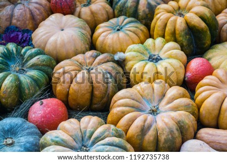 A lot of fresh pumpkins at the farmer autumn festival in anticipation of Halloween. Autumn harvest. 